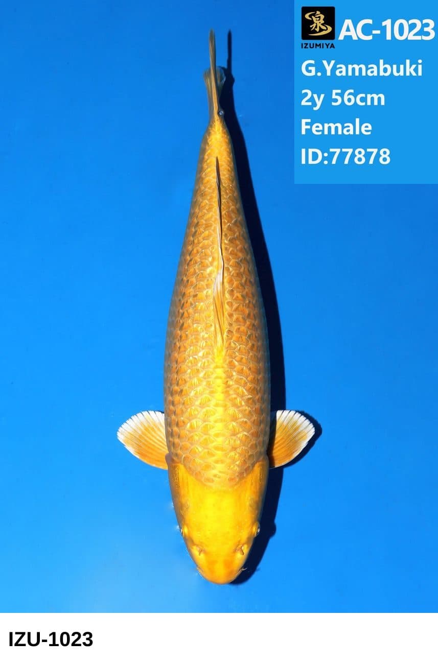 Selected Nisai HQ Female GR Yamabuki Ogon ID; 77878 (56 cm) + 生産証明書 - Koi Photo