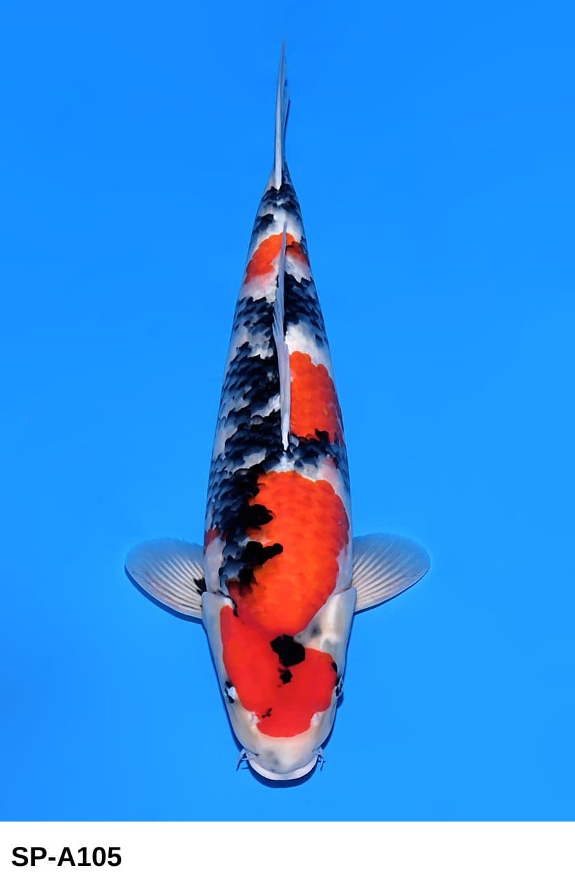 Selected Nisai HQ Female Showa OD8 (51 cm) - Azukari Made Aki 2026 - Koi Photo