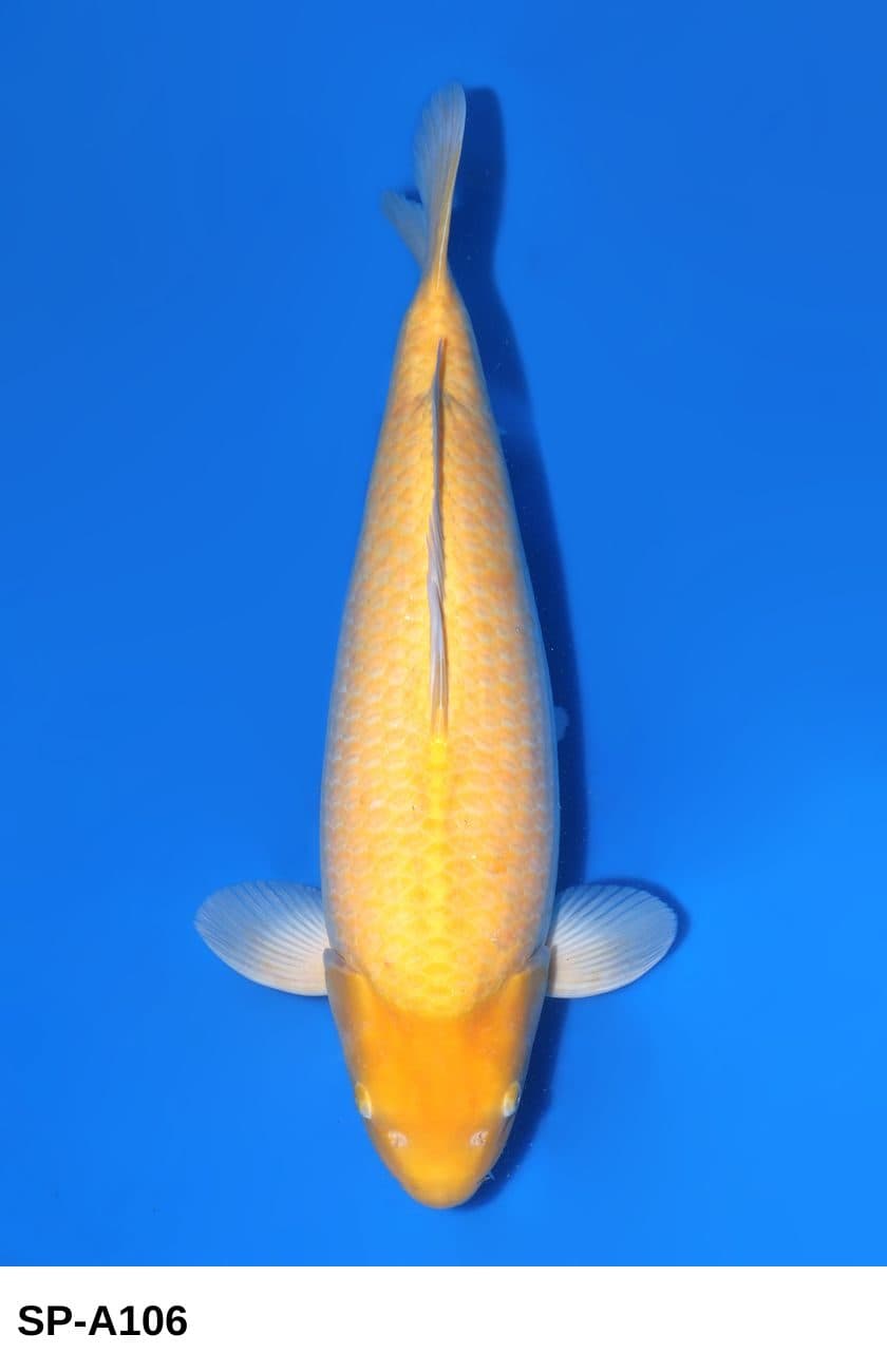 Selected Nisai HQ Female Karashigoi B6 (61 cm) Beppu + Azukari Made Aki 2026 - Koi Photo