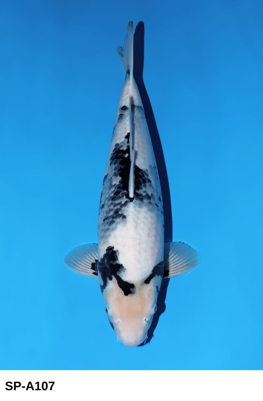 Selected Nisai HQ Female Shiro Utsuri OM20 (52 cm) Omosako + Azukari Made Aki 2026 - Koi Photo