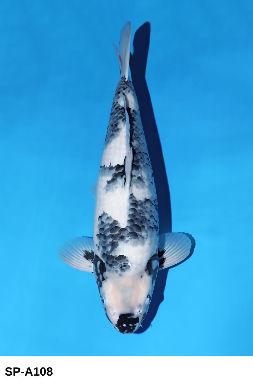 Selected Nisai VHQ Female Shiro Utsuri OM9 (53 cm) Omosako + Azukari Made Aki 2026 - Koi Photo