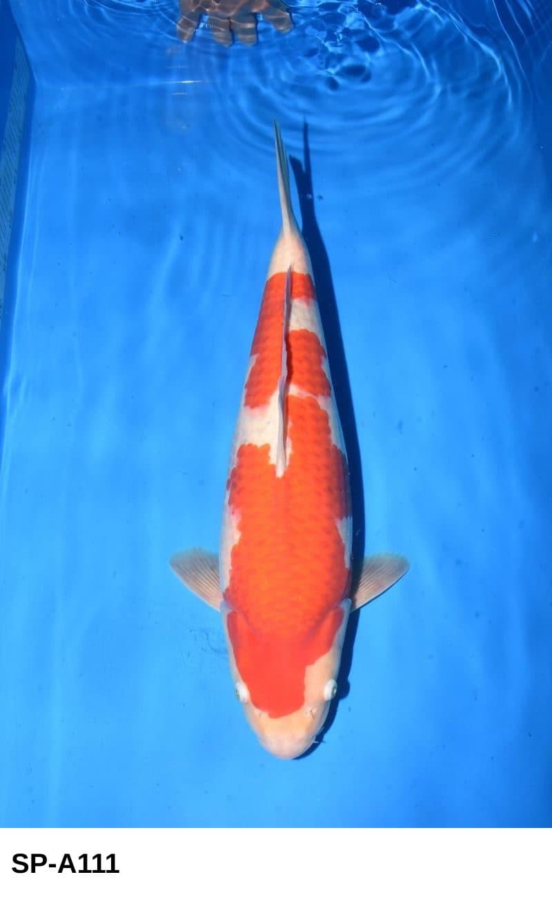 Maruyama Nisai VHQ Female Kohaku (52 cm) OBKAI 125 + Azukari Made Aki 2026 - Koi Photo