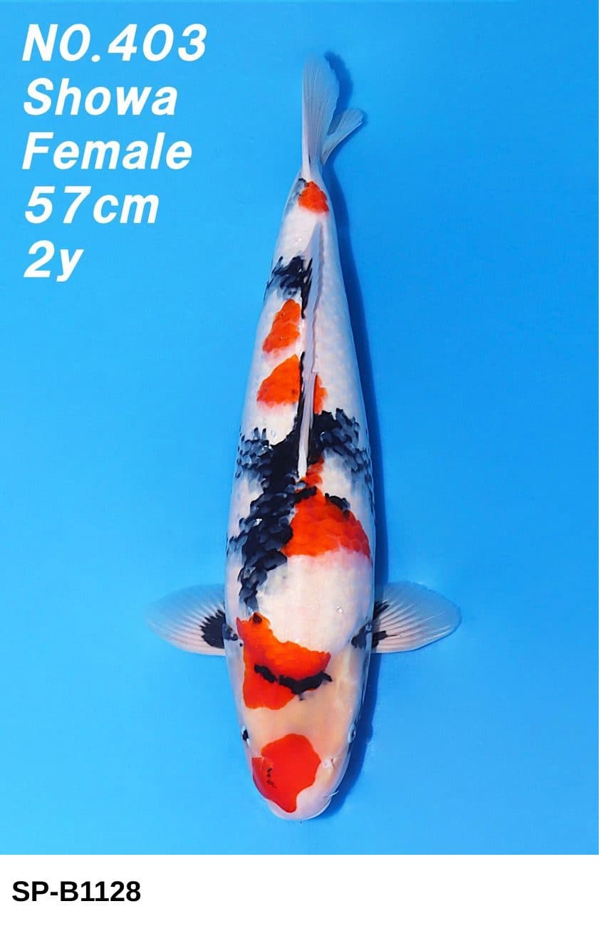 Selected Nisai HQ Female Showa (57 cm) - Koi Photo