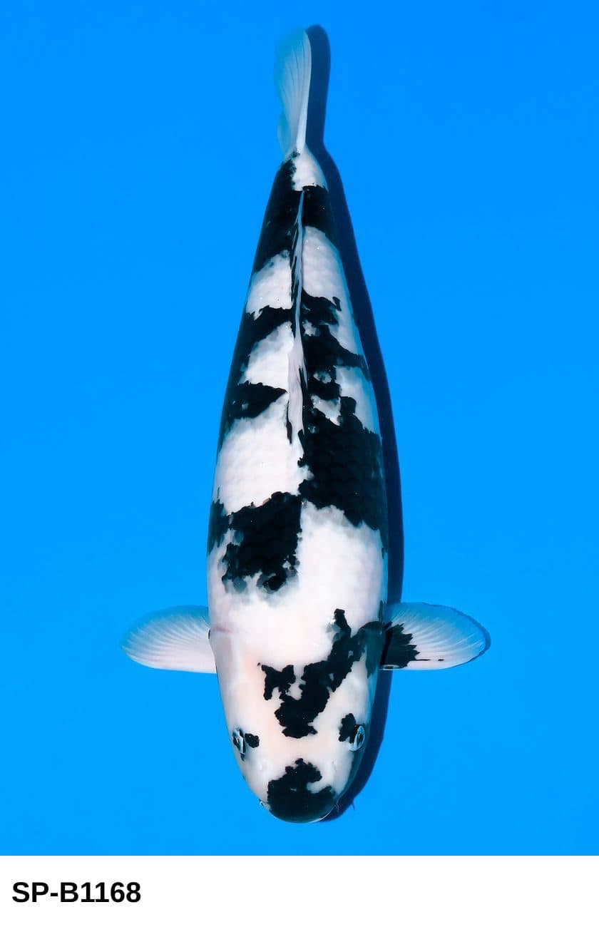 Selected Sansai VHQ Female Shiro Utsuri (59 cm) + 生産証明書 - Koi Photo