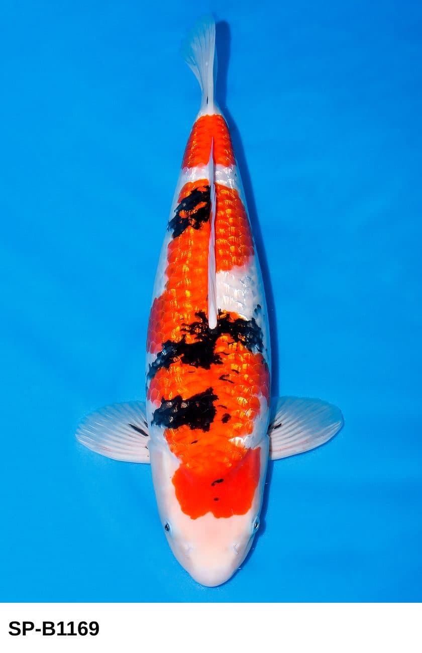 Selected Nisai HQ Female Ginrin Sanke (47 cm) - Koi Photo
