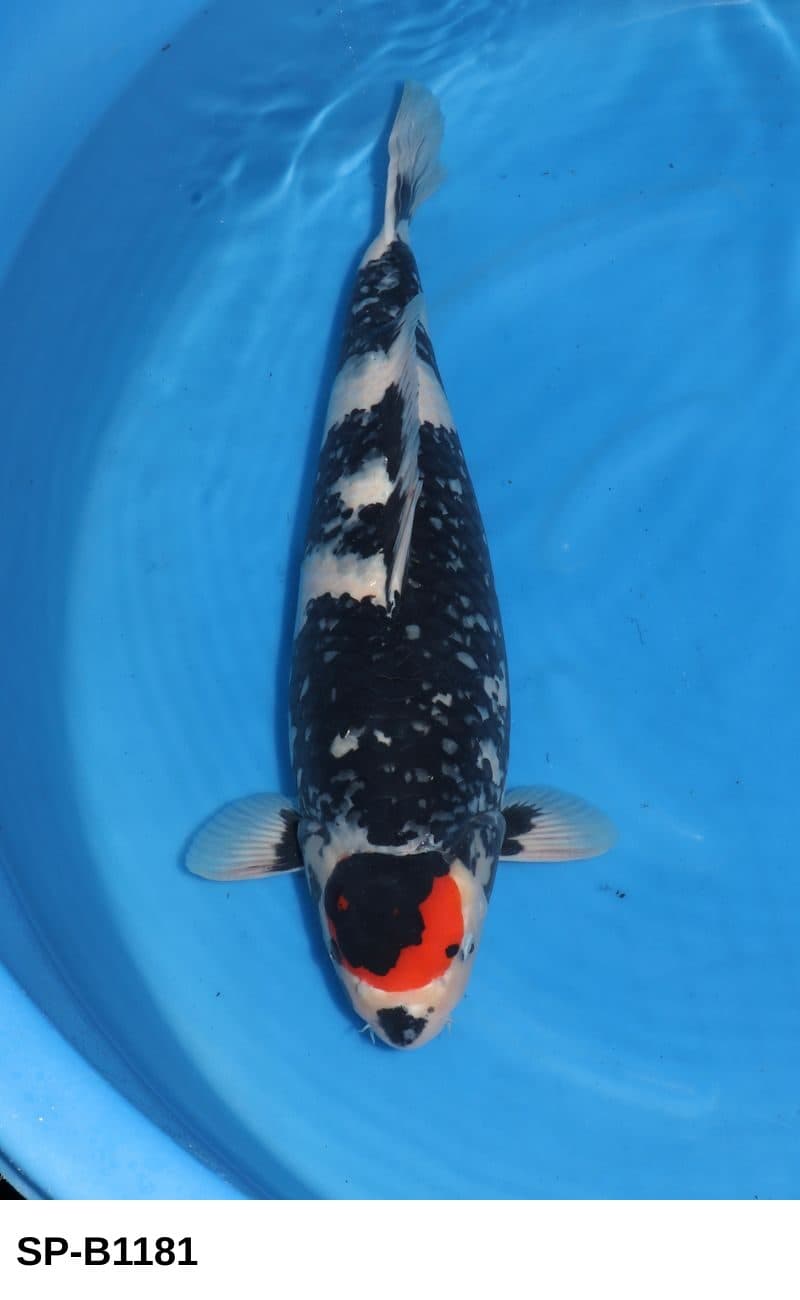 Selected Sansai Female Tancho Showa (61 cm) - Koi Photo