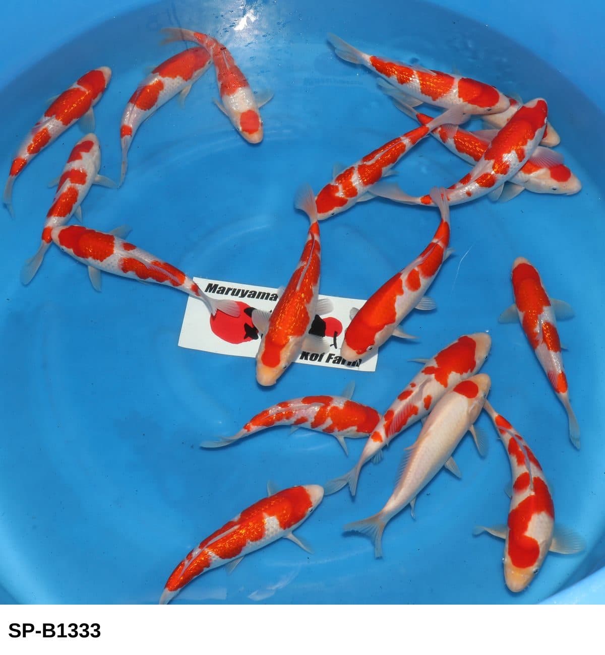 Selected Tosai VHQ Kohaku and GR Kohaku  (23-28 cm) + 空の生産証明書入れてください - Koi Photo