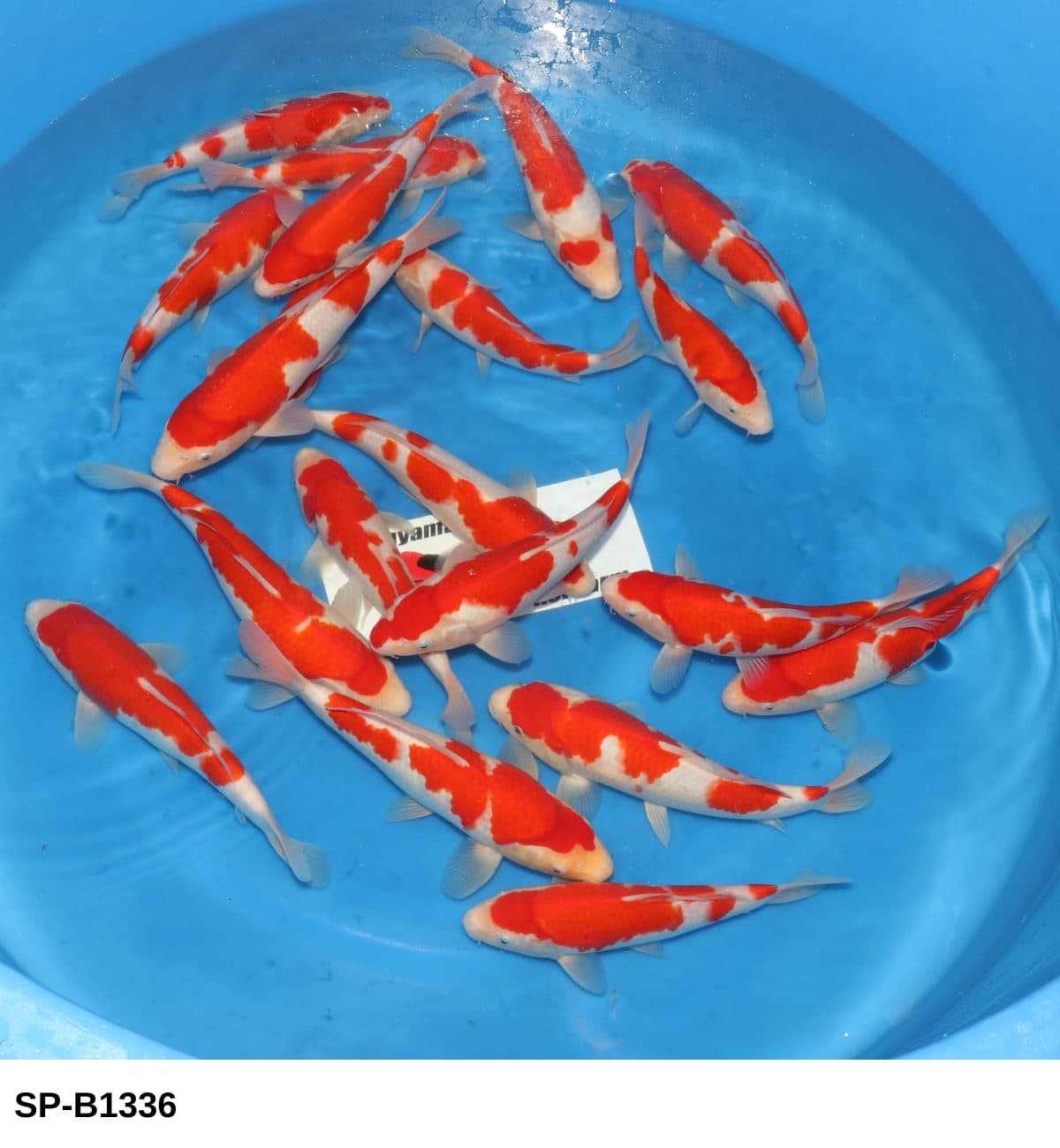 Selected Tosai HQ Kohaku (25-30 cm) + 空の生産証明書入れてください - Koi Photo