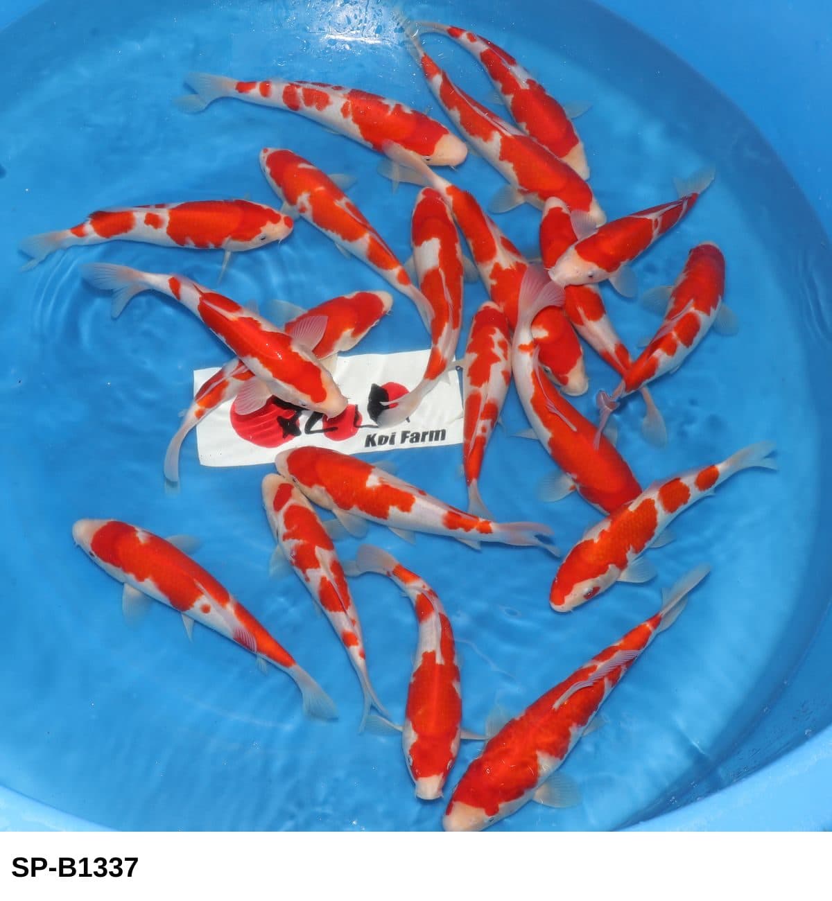 Selected Tosai HQ Kohaku (23-30 cm) - Koi Photo