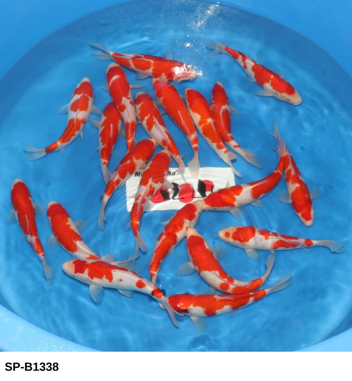 Selected Tosai HQ Kohaku (23-30 cm) - Koi Photo