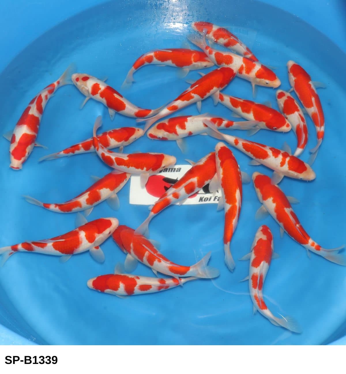 Selected Tosai HQ Kohaku (23-30 cm) - Koi Photo