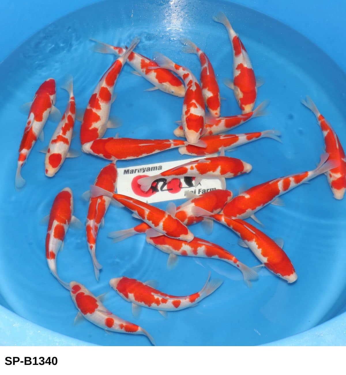 Selected Tosai HQ Kohaku (23-30 cm) - Koi Photo