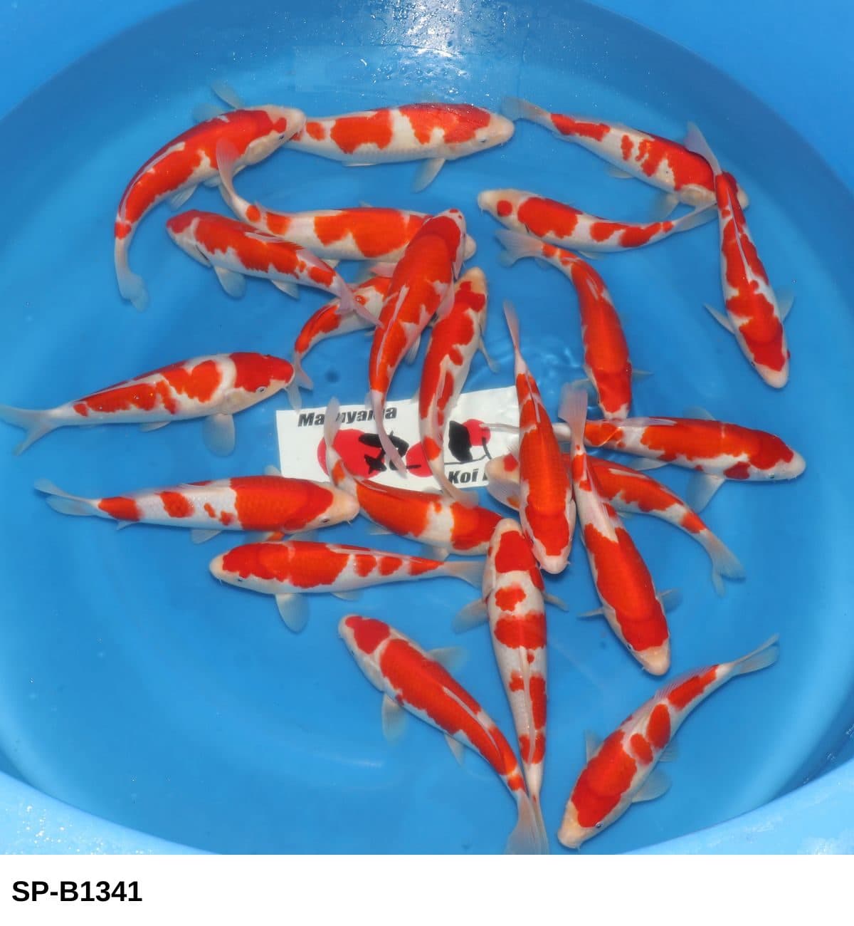 Selected Tosai HQ Kohaku (23-30 cm) - Koi Photo