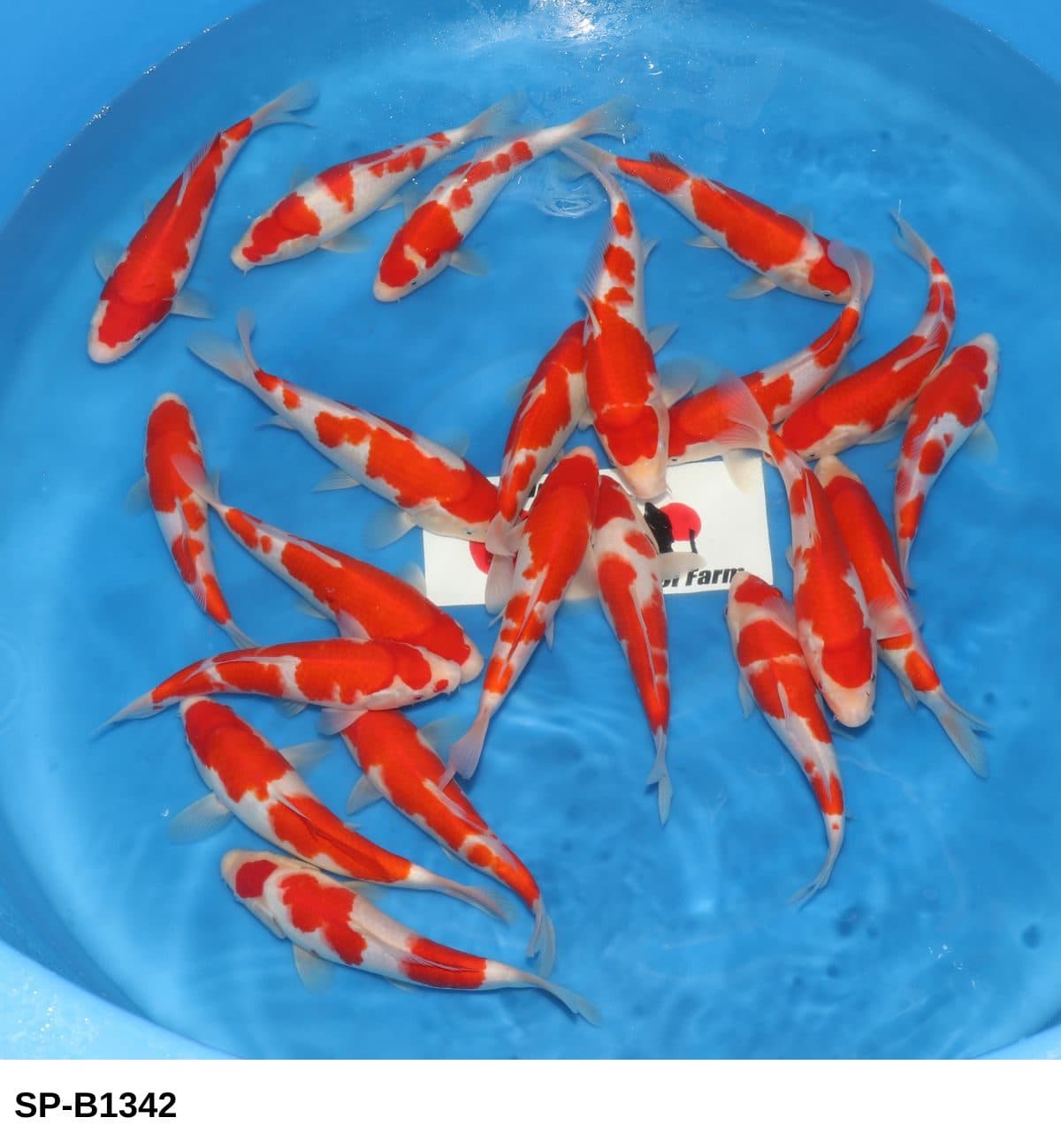 Selected Tosai HQ Kohaku (23-30 cm) - Koi Photo