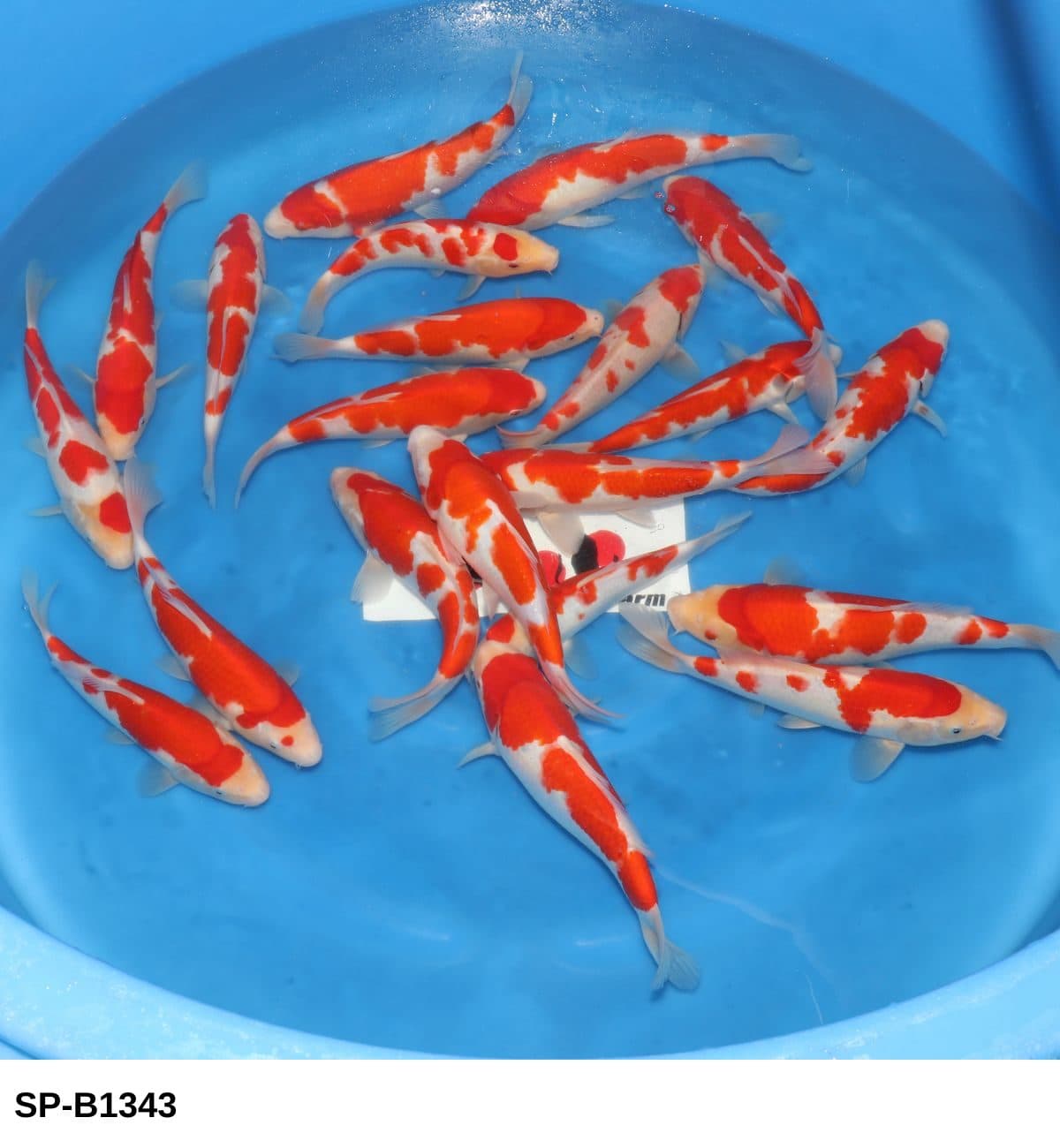 Selected Tosai HQ Kohaku (23-30 cm) - Koi Photo