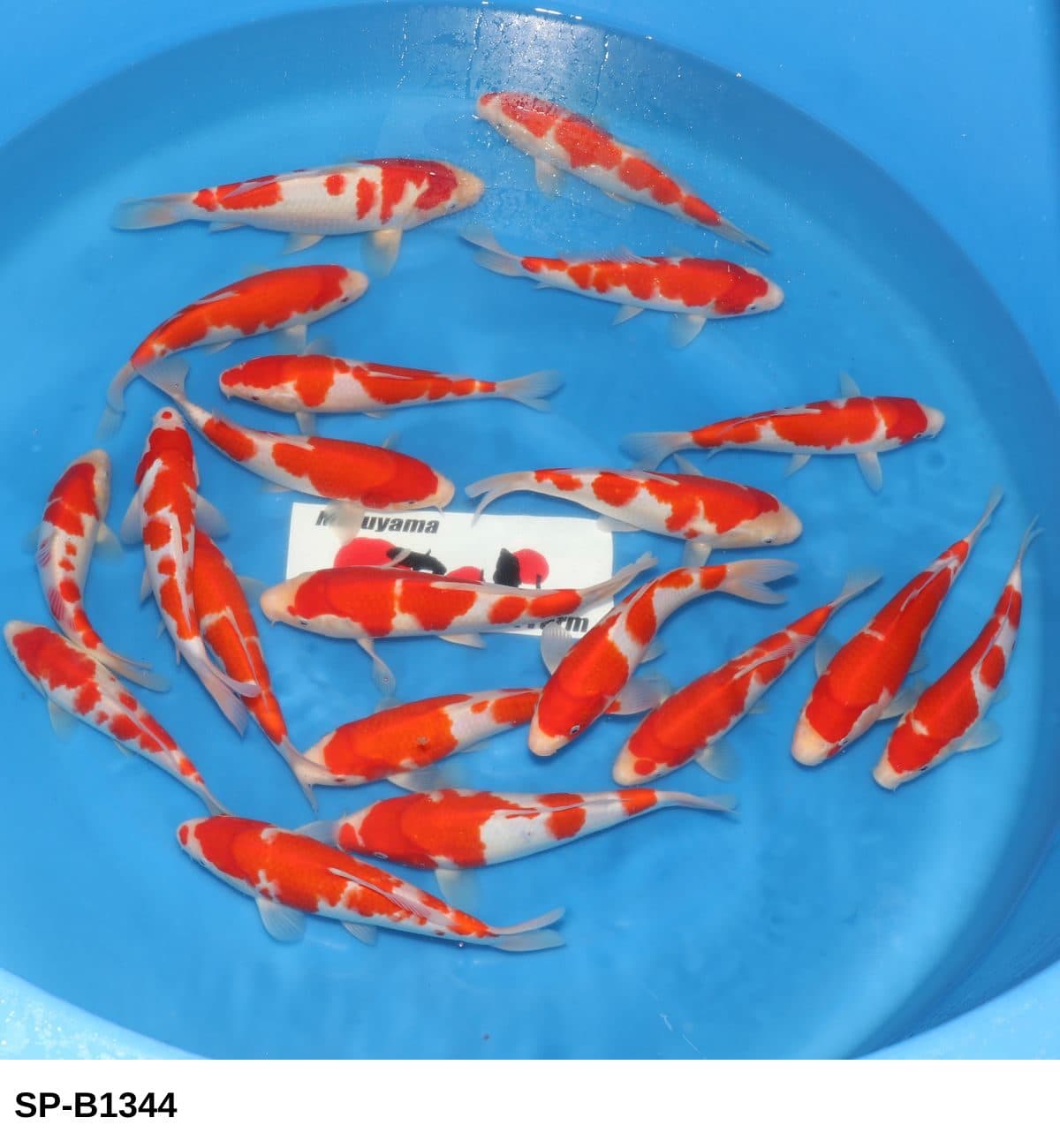 Selected Tosai HQ Kohaku (23-30 cm) - Koi Photo