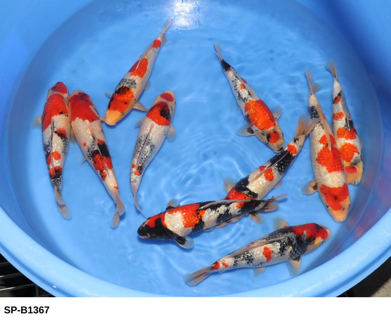 Selected Tosai VHQ Ginrin Showa (30-36 cm) + 生産証明書 - Koi Photo