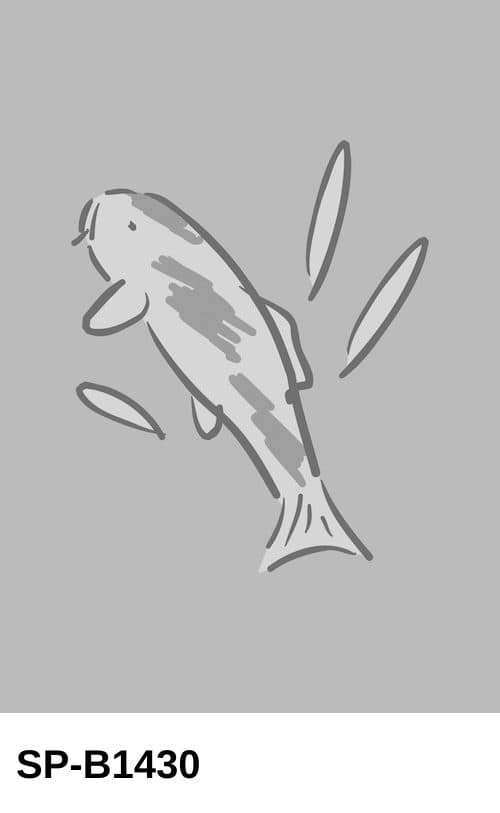 Selected Nisai Male Doitsu Showa 4th Higashiyama #105  wakagoi entry(45 cm) - Koi Photo