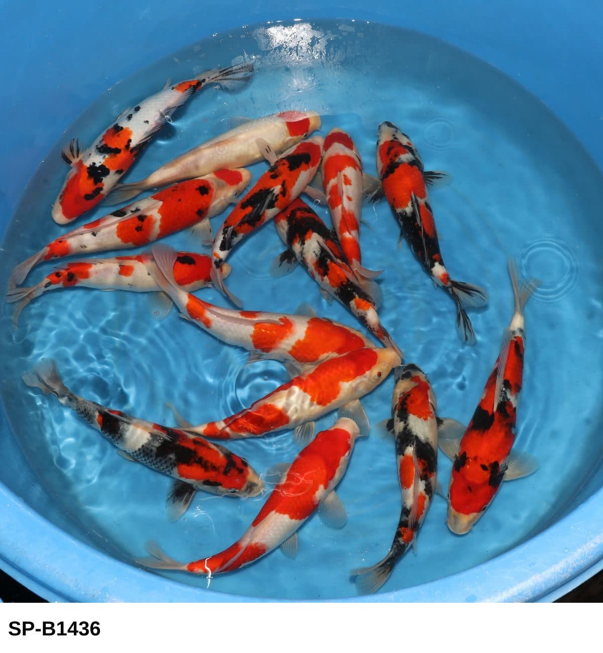 Selected Tosai Tateshita Gosanke, Mix (25-30 cm) - Koi Photo