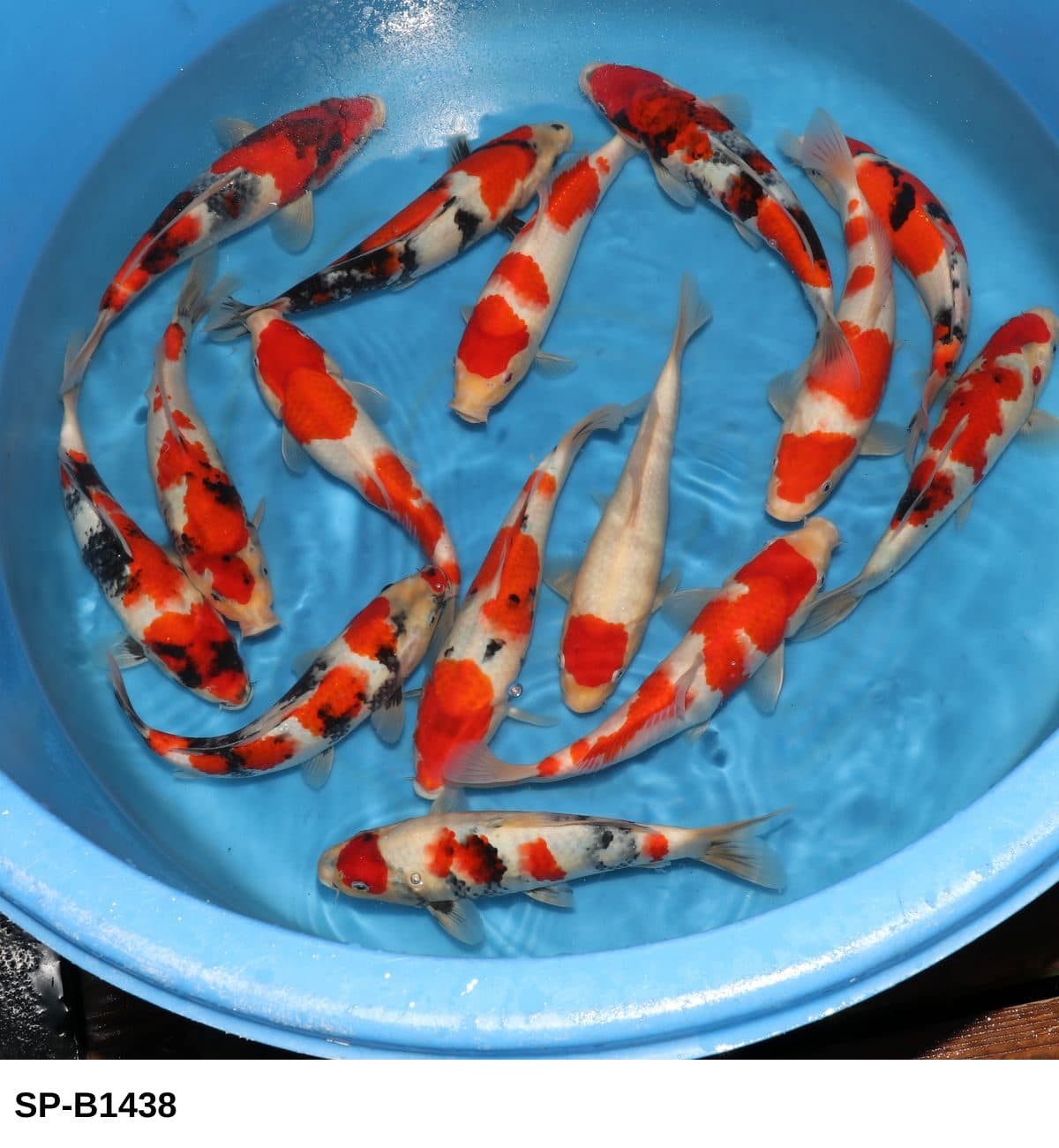 Selected Tosai Tateshita Gosanke, Mix (25-30 cm) - Koi Photo