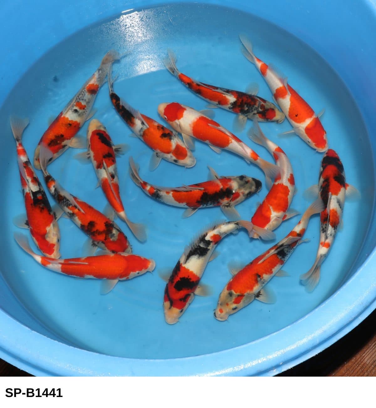 Selected Tosai Tateshita Gosanke, Mix (25-30 cm) - Koi Photo