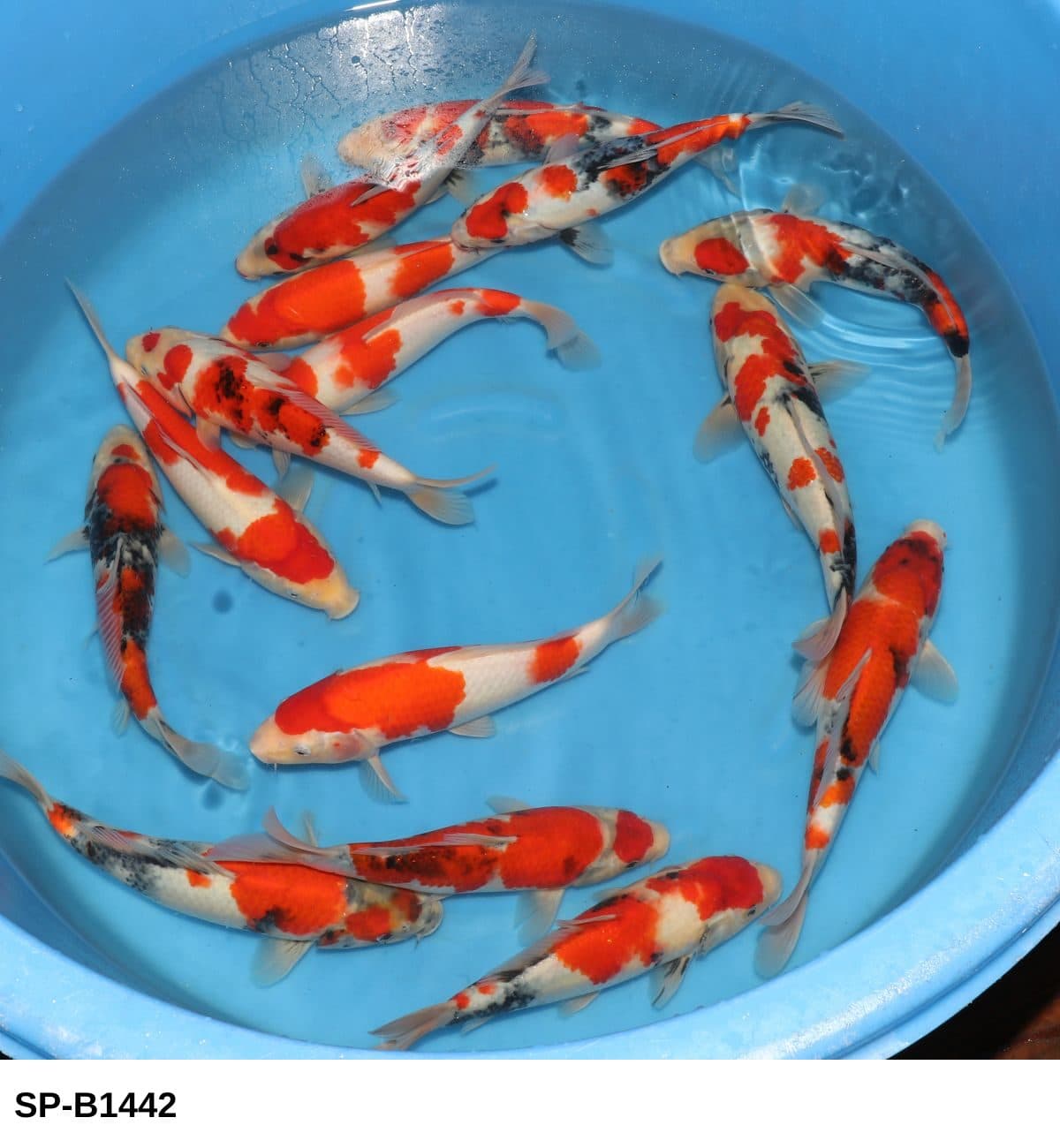 Selected Tosai Tateshita Gosanke, Mix (25-30 cm) - Koi Photo