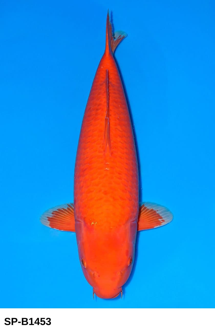 Selected Yonsai Female Benigoi 38th NBA #25-1  (65 cm) - Koi Photo