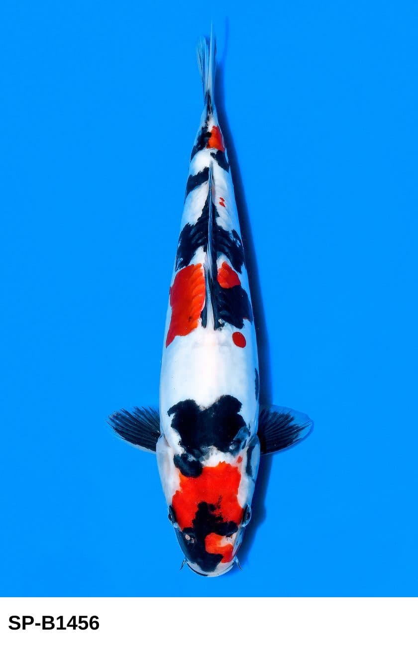 Selected Tosai Doitsu Showa 38th NBA #3-2 (26 cm) - Koi Photo