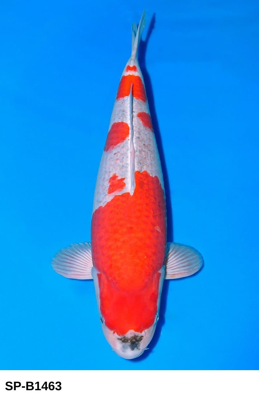 Selected Sansai Female Goshiki 38th NBA #25-2  (58 cm) - Koi Photo