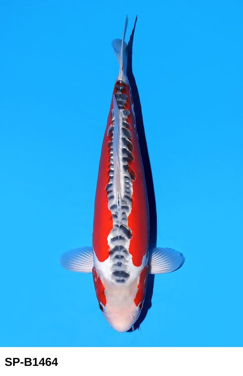 Selected Nisai Female Shusui 38th NBA #26-2  (43 cm) - Koi Photo