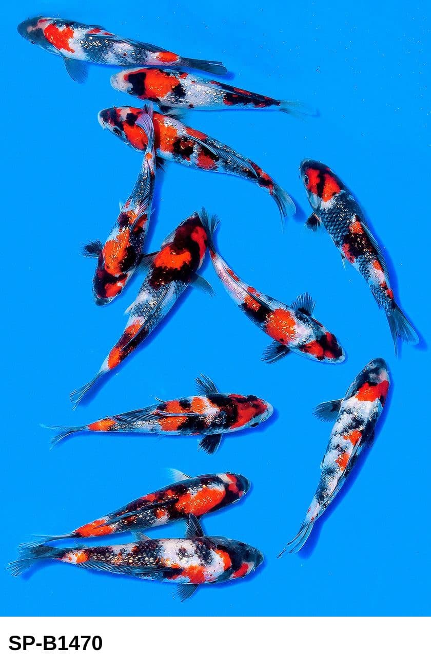 Selected Tosai Ginrin Showa 38th NBA #28-3 (16-18 cm) - Koi Photo