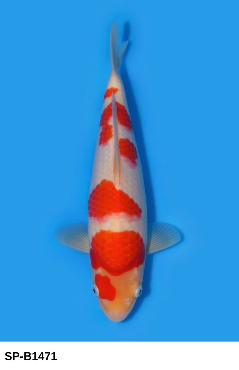 Selected Tosai Female Kohaku 38th NBA #9-4 (28 cm) - Koi Photo