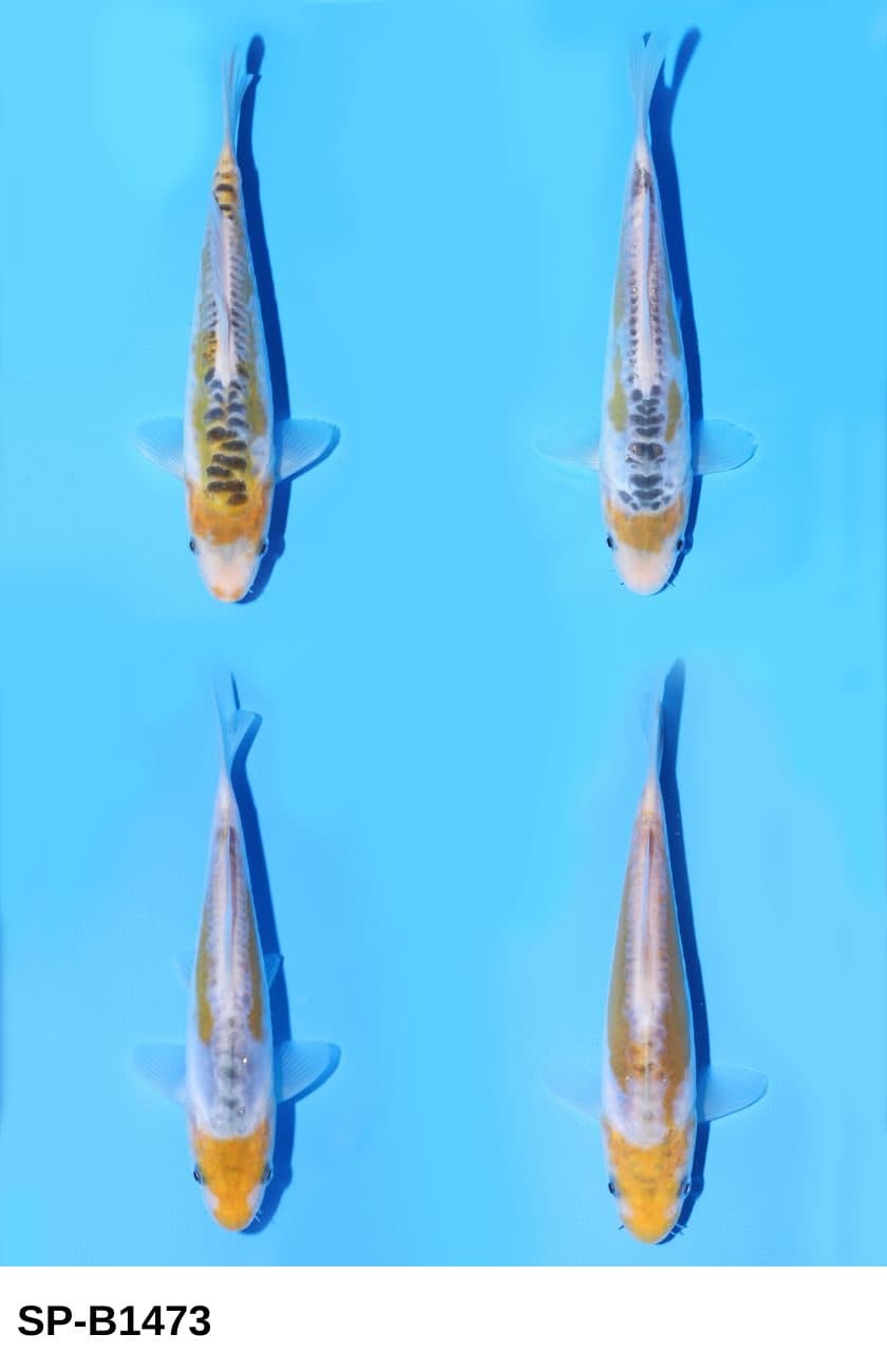 Selected Tosai Ayawakaba 38th NBA #29-4 (15-21 cm) + 生産証明書 - Koi Photo