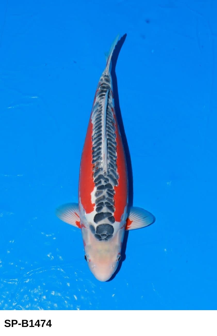 Selected Sansai Female Shusui (53 cm) + 生産証明書 38th NBA #4-5 - Koi Photo