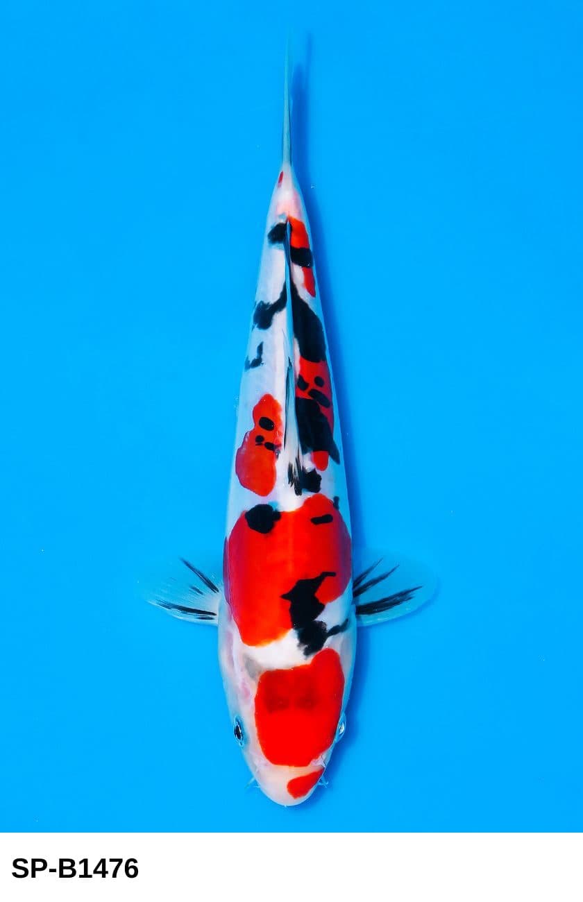 Selected Tosai Doitsu Sanke (20 cm) + 生産証明書 38th NBA #7-5 - Koi Photo