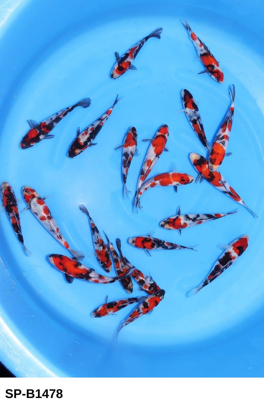 Selected Tosai Showa (14-19 cm) + 生産証明書 38th NBA #20-5  - Koi Photo