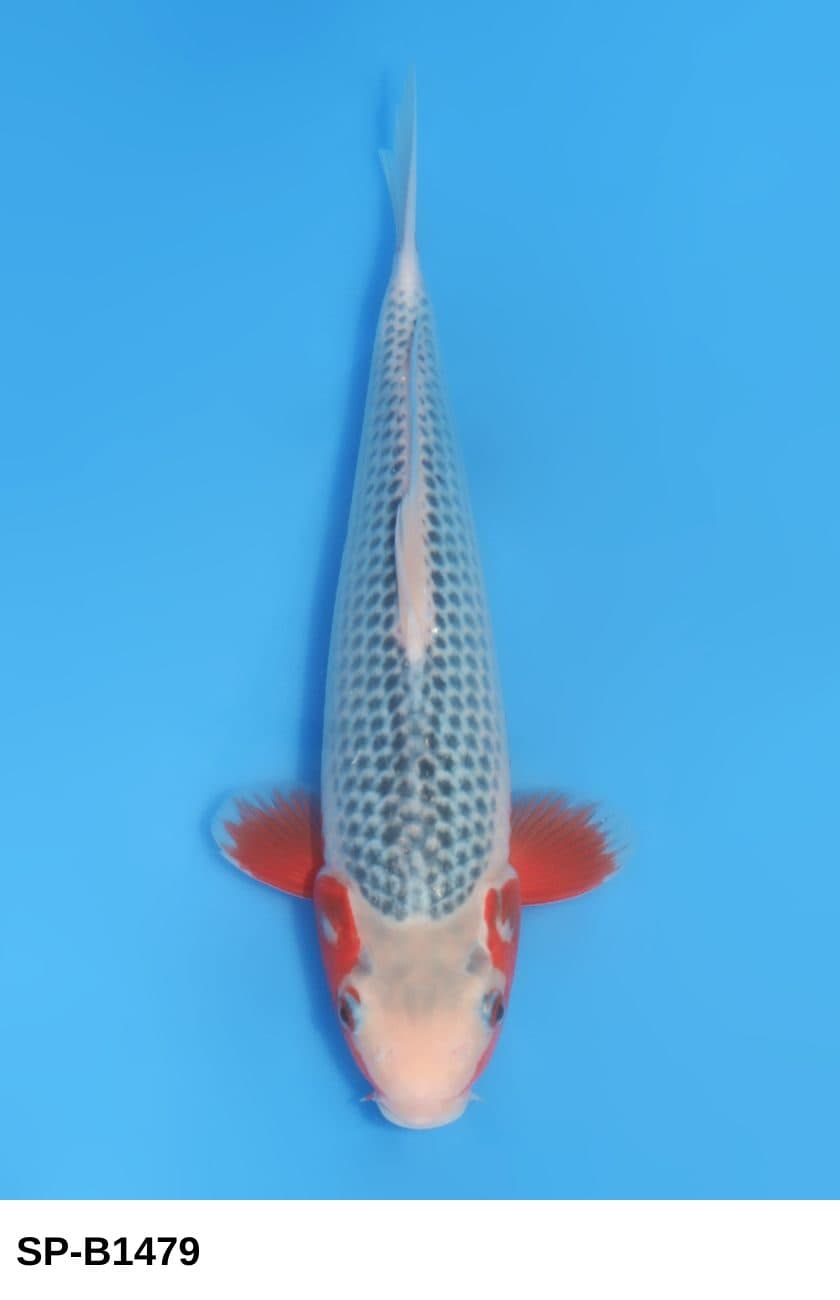 Selected Tosai Asagi (29 cm) + 生産証明書 38th NBA #21-5  - Koi Photo