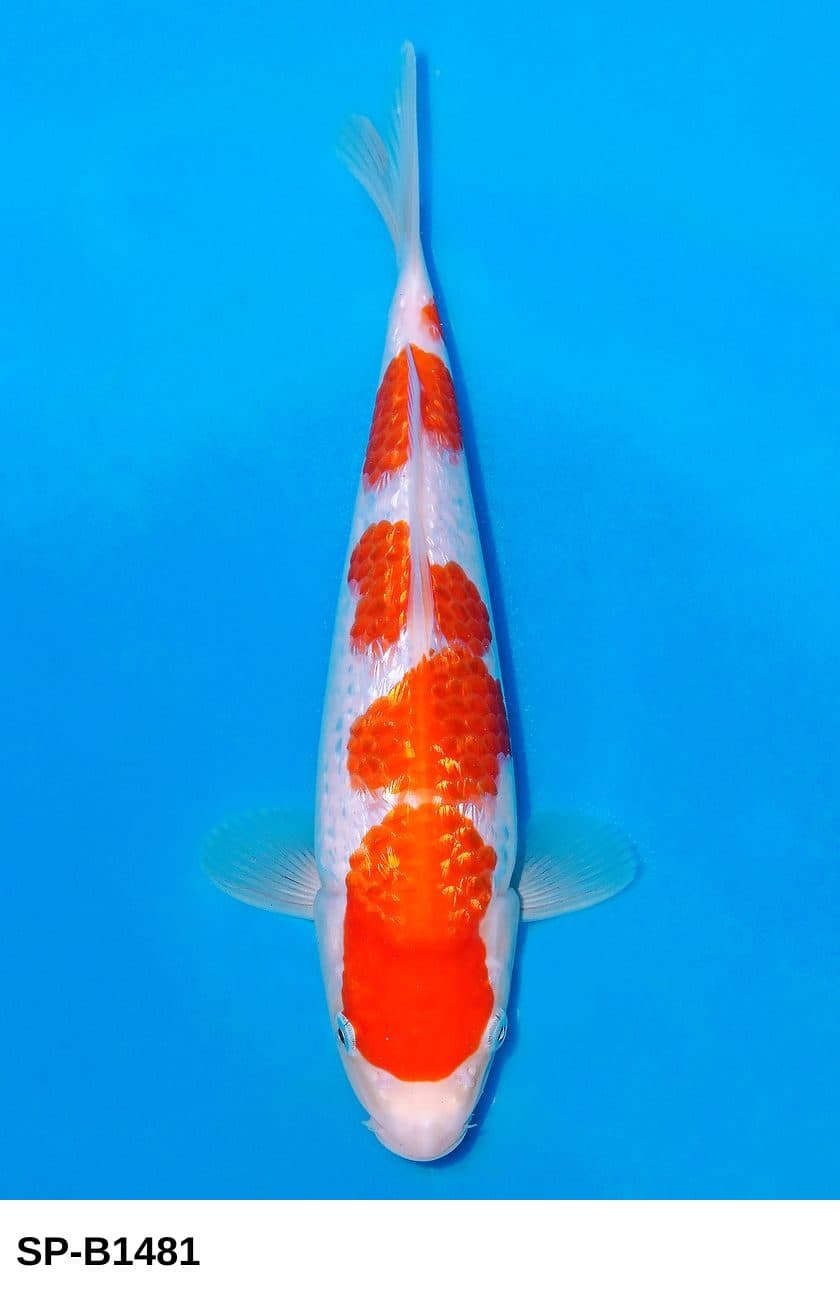 Selected Tosai Ginrin Kohaku (23 cm) + 生産証明書 38th NBA #5-6  - Koi Photo