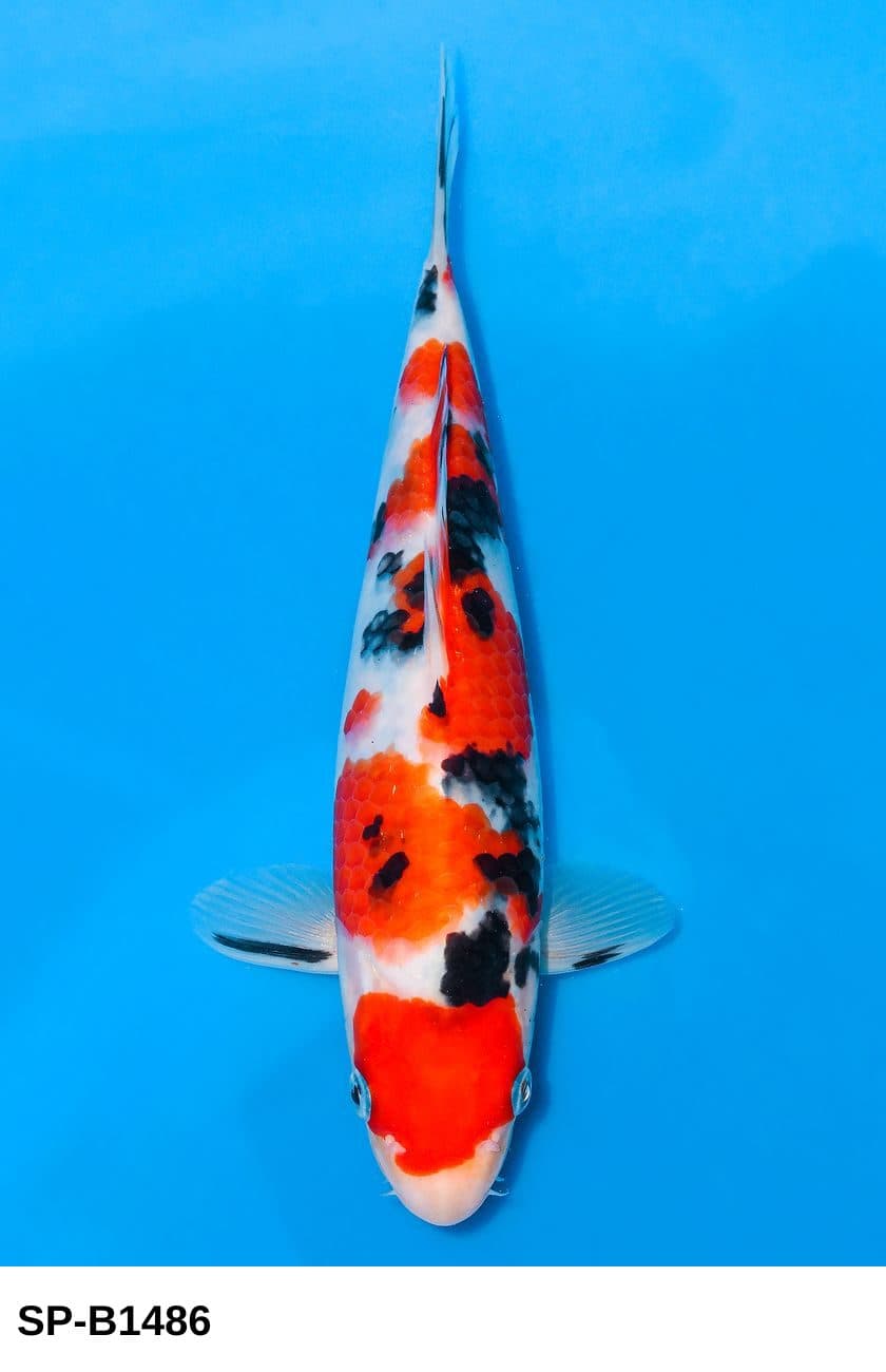 Selected Tosai Sanke (24 cm) + 生産証明書 38th NBA #5-7 - Koi Photo