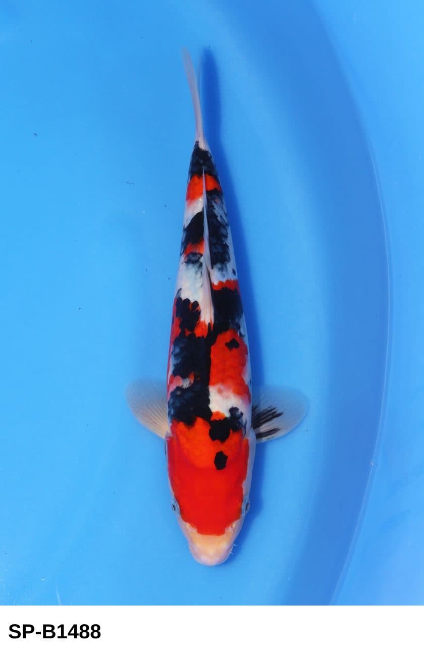 Selected Tosai Sanke (32 cm) + 生産証明書 38th NBA #16-8 - Koi Photo