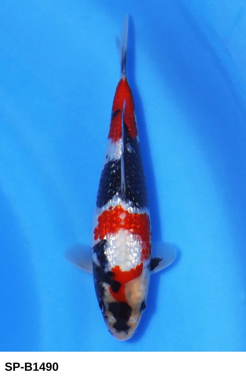 Selected Tosai Female Ginrin Showa (23 cm) + 生産証明書 38th NBA #23-9 - Koi Photo