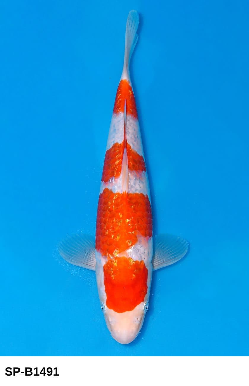 Selected Tosai Ginrin Kohaku (24 cm) + 生産証明書 38th NBA #5-10 - Koi Photo