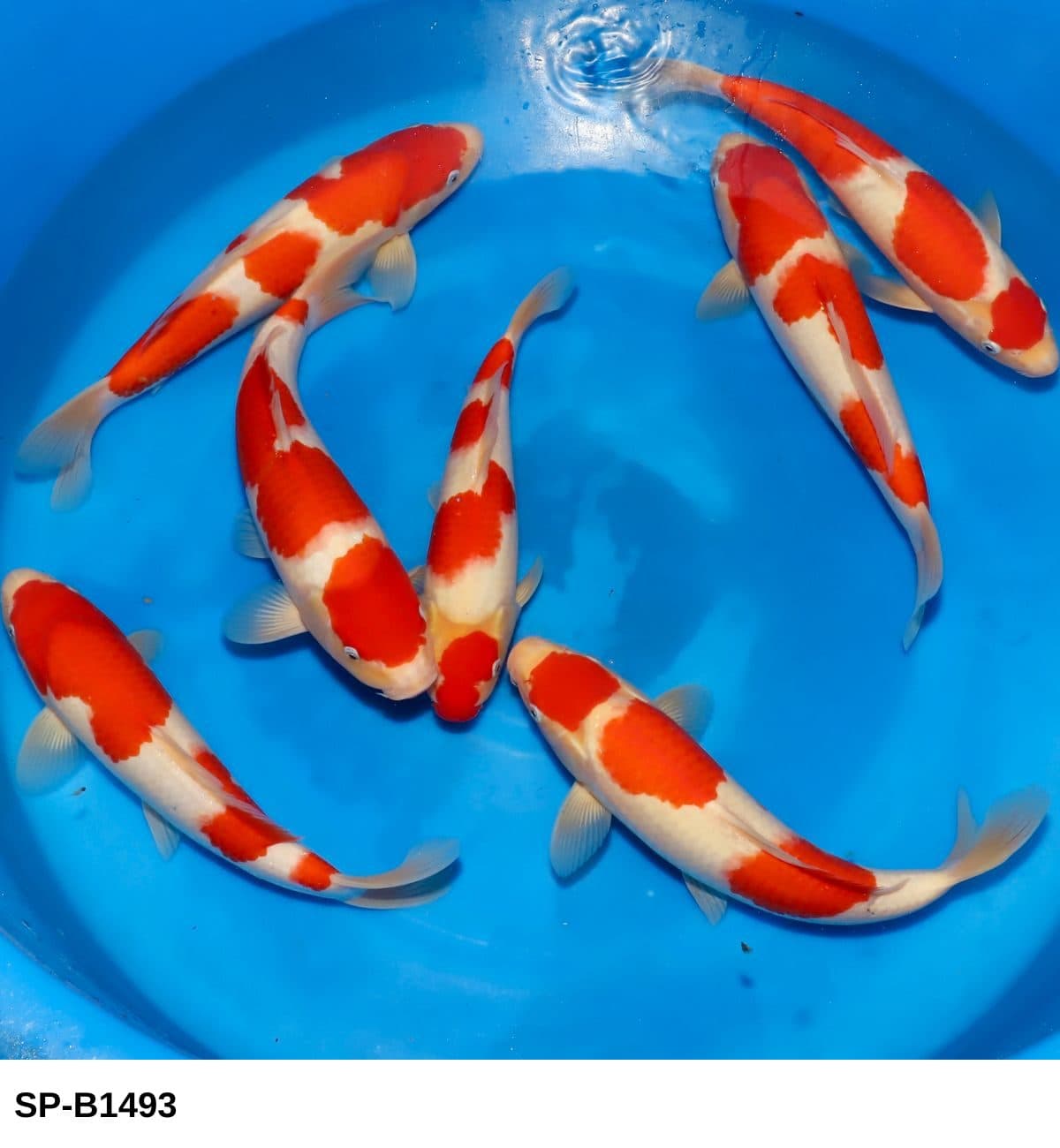 Selected Tosai Tateshita HQ Female Kohaku (31-37 cm) + 生産証明書 - Koi Photo