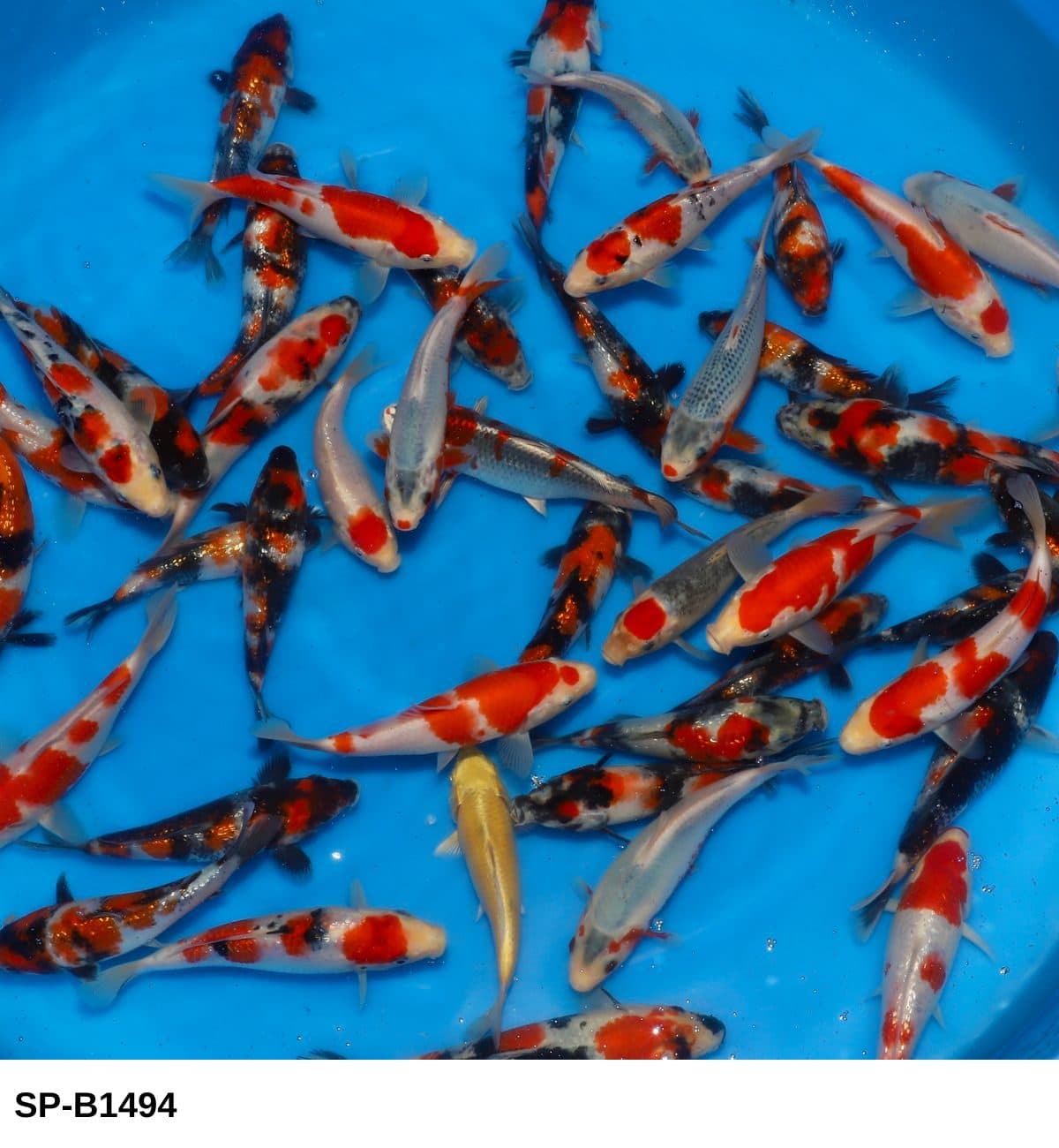 Selected Tosai Tateshita Mix (17-22 cm) - Koi Photo