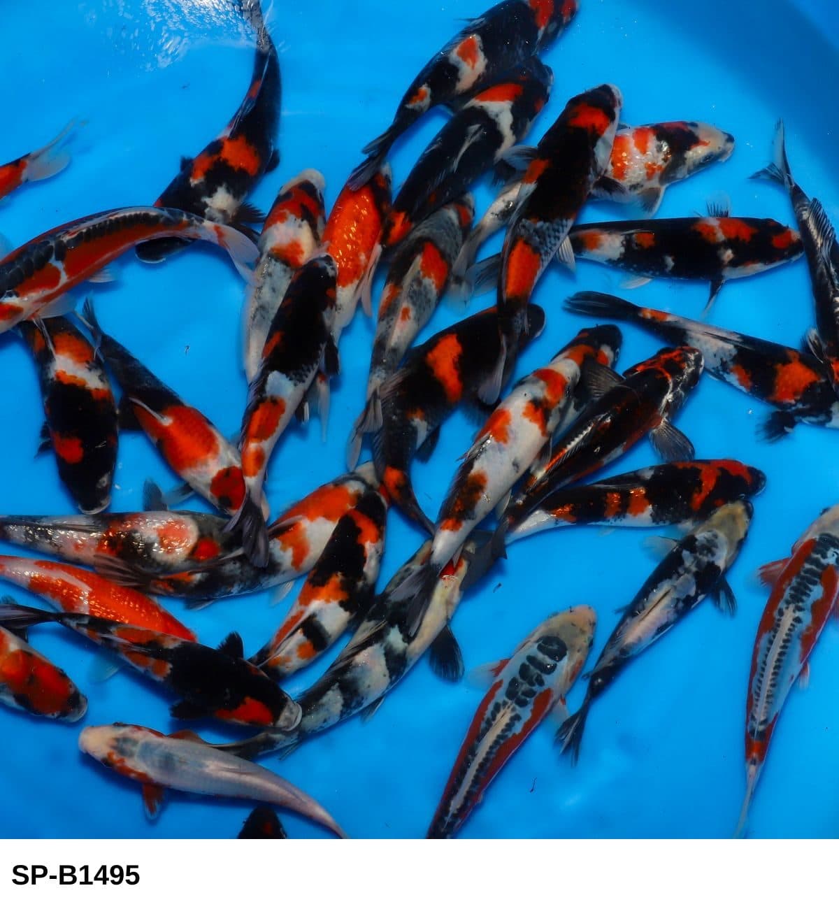 Selected Tosai Tateshita Mix (16-21 cm) - Koi Photo