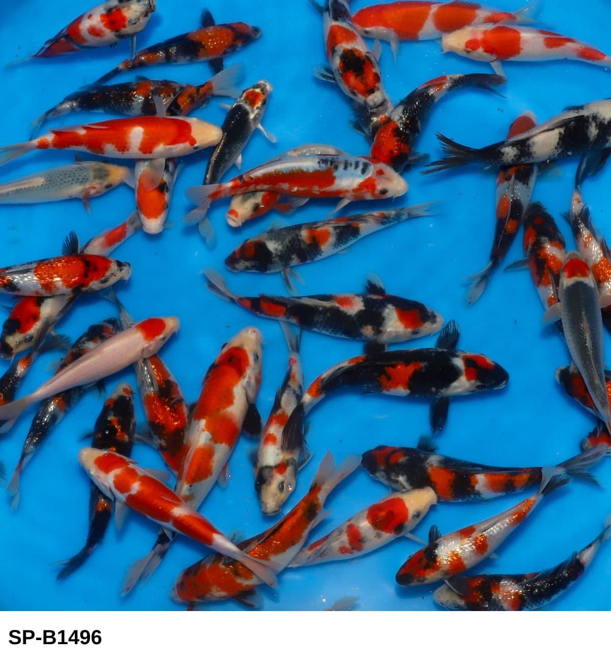 Selected Tosai Tateshita Mix (16-21 cm) - Koi Photo