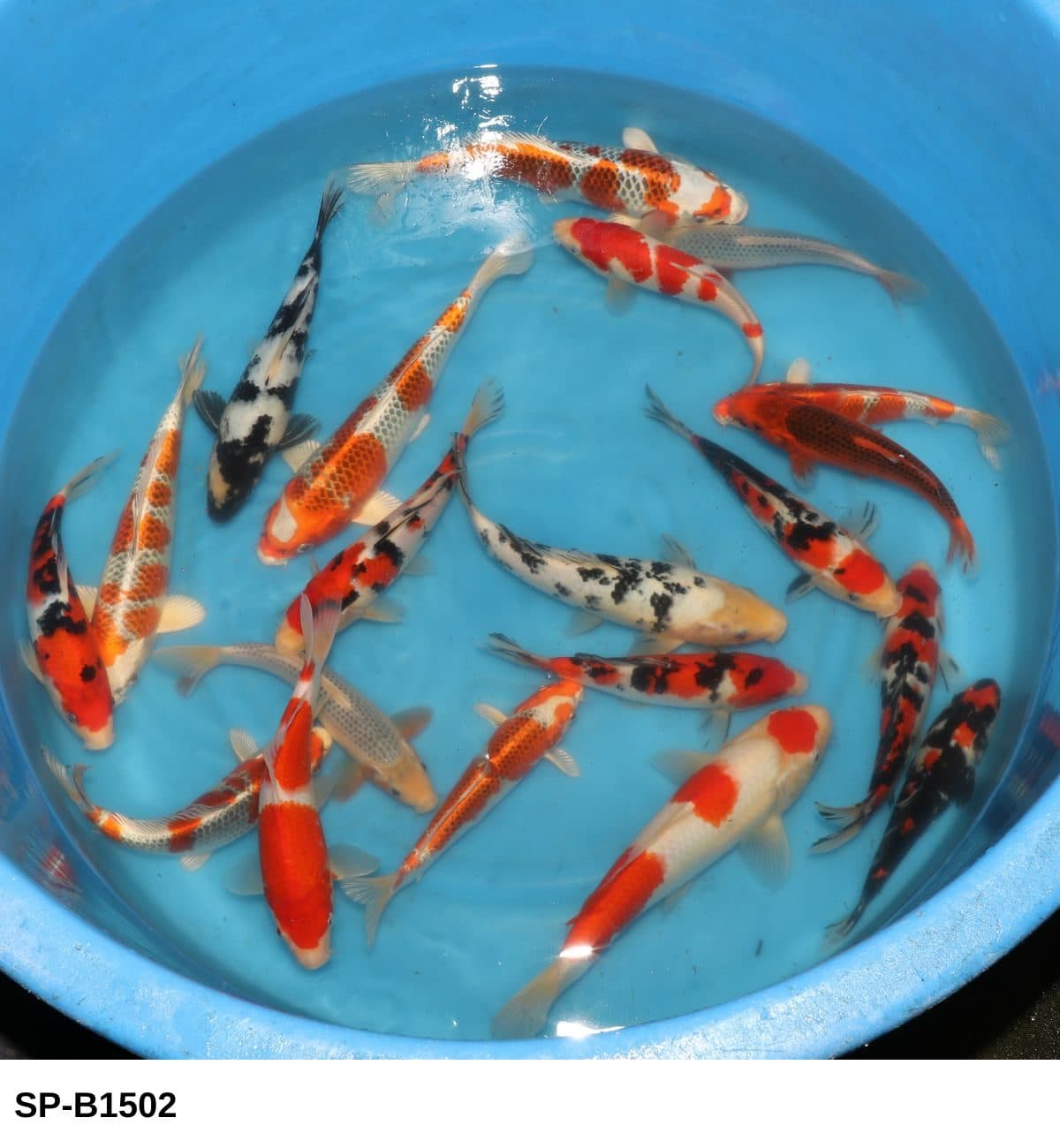 Selected Tosai Mix (22-30 cm) - Koi Photo