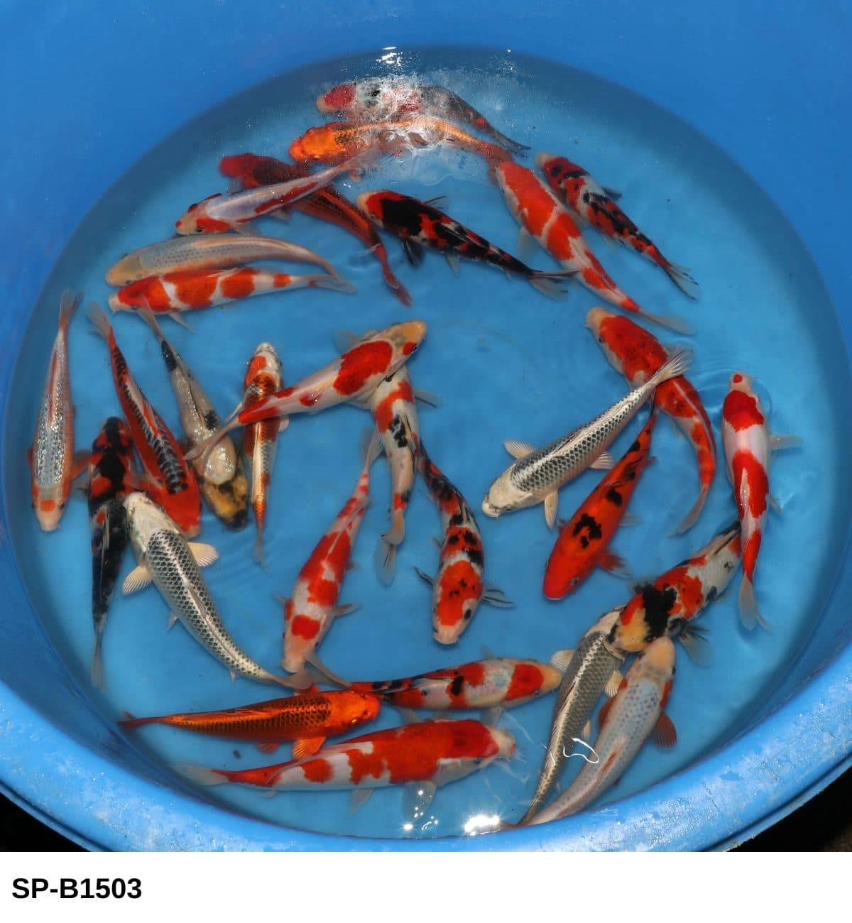 Selected Tosai Mix (20-25 cm) - Koi Photo
