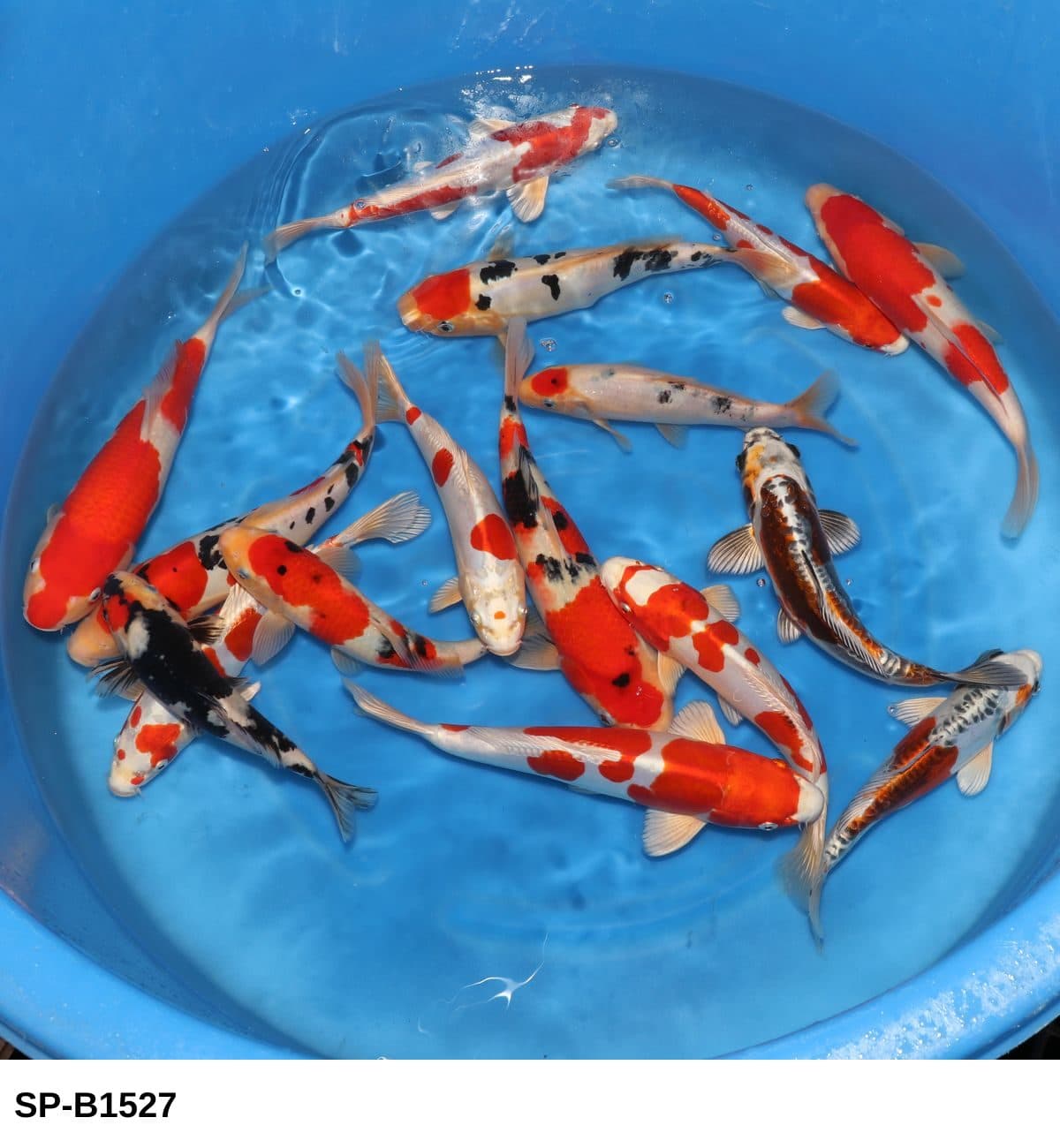 Selected Tosai Tateshita Mix (24-30 cm) - Koi Photo