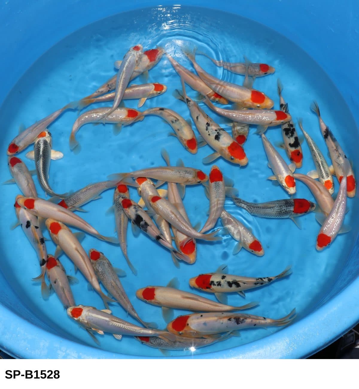 Selected Tosai Tateshita Tancho, Mix (16-20 cm) - Koi Photo